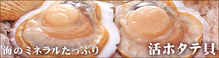 活帆立貝
