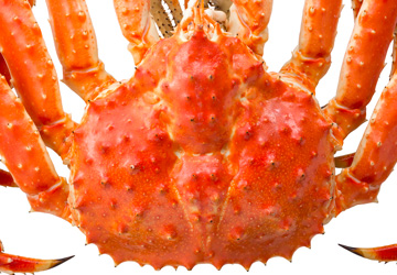 タラバガニ甲羅