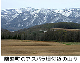 蘭越町のアスパラ畑付近の山々