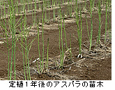 定植1年後のアスパラの苗木