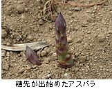 穂先が出始めたアスパラ
