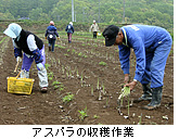 アスパラの収穫作業