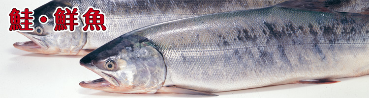 鮭・鮮魚