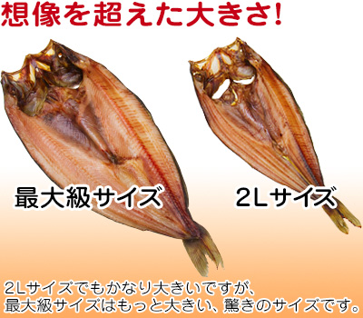 しまほっけ 最大級サイズ