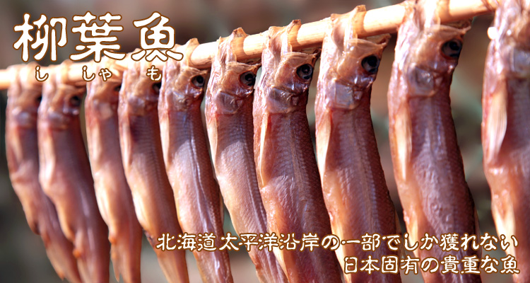 柳葉魚 ししゃも 北海道太平洋沿岸の一部でしか獲れない、日本固有の貴重な魚