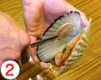 ホタテ貝のさばき方2