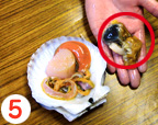 ホタテ貝のさばき方5