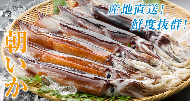朝いか　鮮度抜群