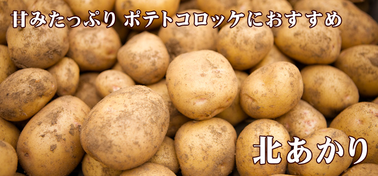 甘みたっぷり ポテトコロッケにおすすめ 北あかり