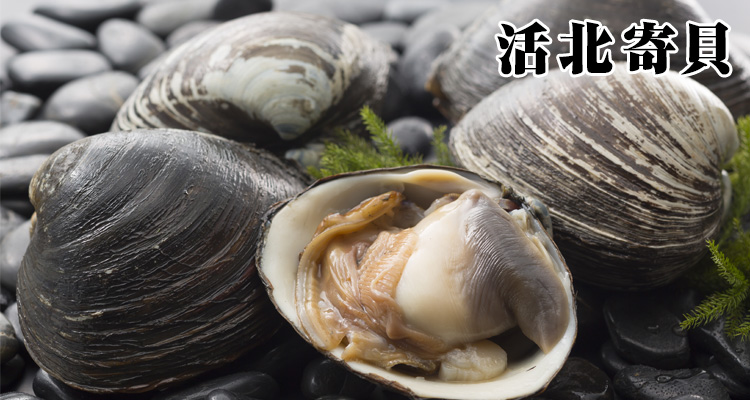 活北寄貝