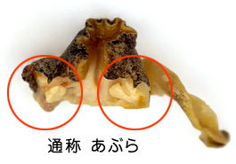 真つぶ貝 あぶら