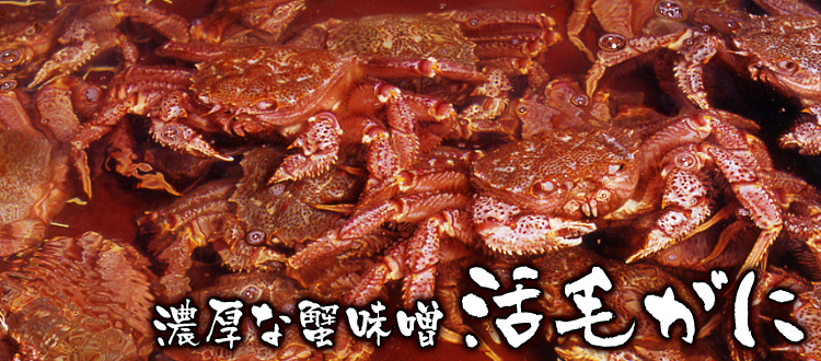 濃厚な蟹味噌 活毛がに