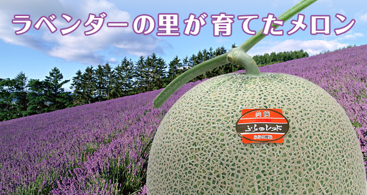 ラベンダーの里が育てた　ふらのメロン
