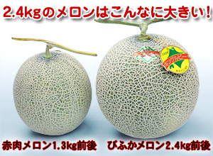 2.4kgのメロンはこんなに大きい！
