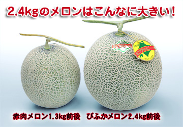 2.4kgのメロンはこんなに大きい！