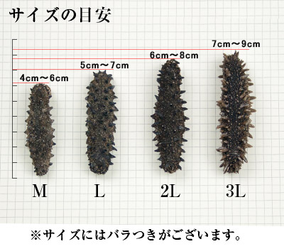 なまこサイズ比較