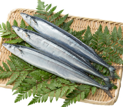 秋刀魚（サンマ）