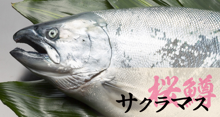 サクラマス