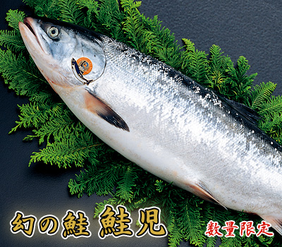 鮭児