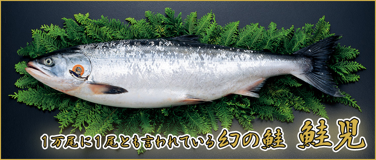 幻の鮭 鮭児