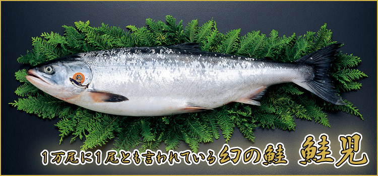 幻の鮭 鮭児
