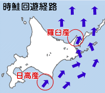 時鮭 回遊経路