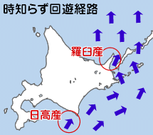 時鮭 回遊経路