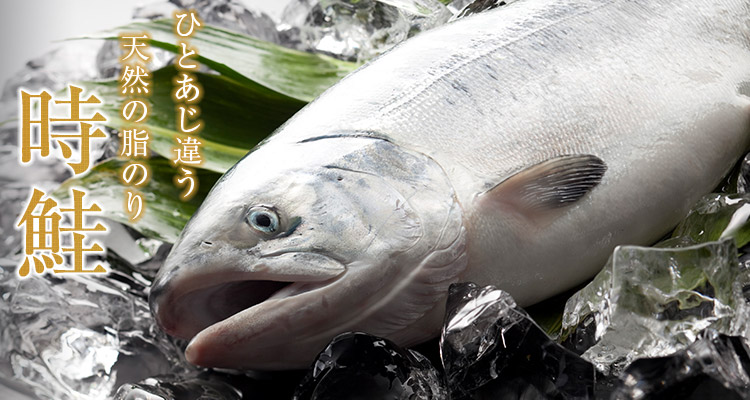 天然の脂のり、北海道沿岸で獲れた極上品　時鮭