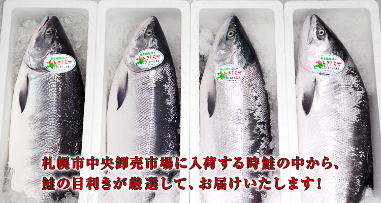 鮭の目利きが厳選した、時鮭をお届けいたします！