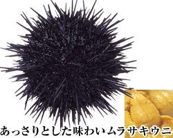 ムラサキウニ
